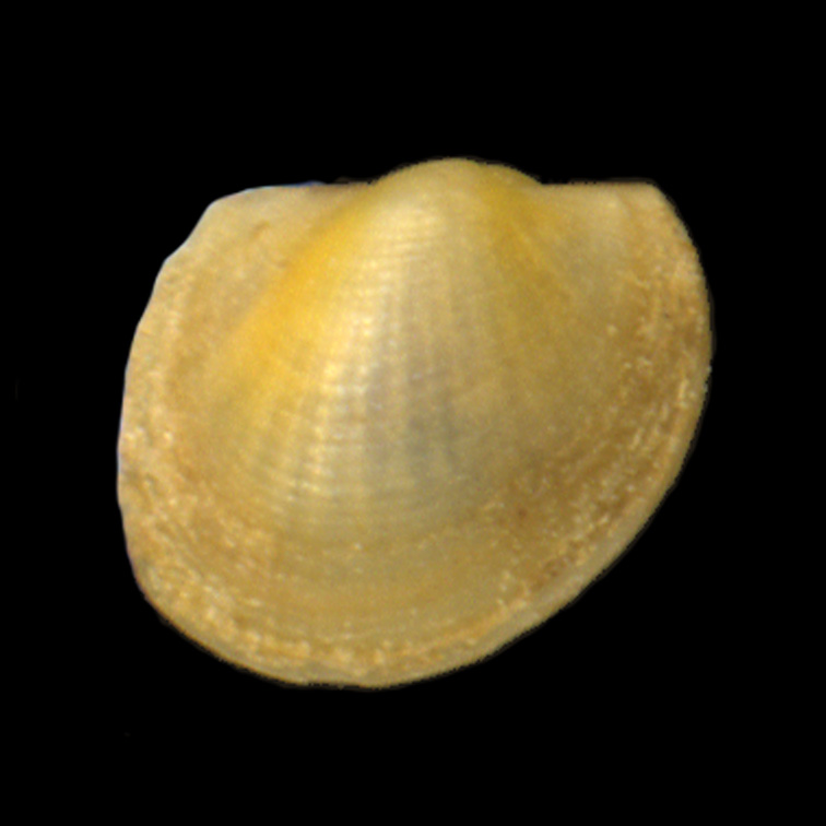 Bathyarca pectunculoides (Scacchi, 1835)